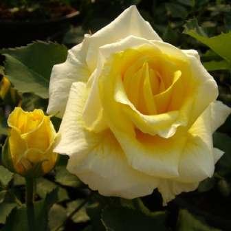 Floribunda 30-50 cm Rosa