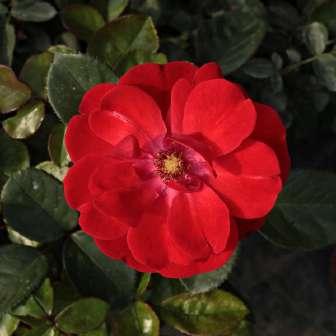 Floribunda 50-90 cm středně