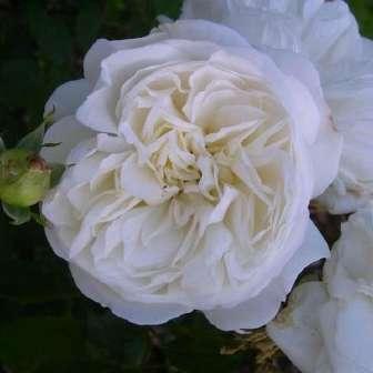 Floribunda 60-100 cm Rosa