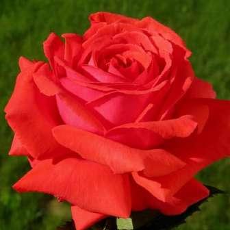 Rosa Duftwolke - Oranžová -
