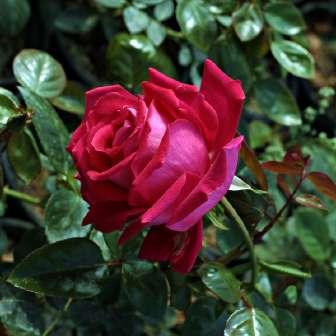 Rosa Anne Marie