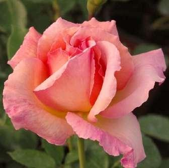 80-120 cm Rosa