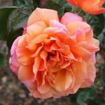 90-150 cm Rosa