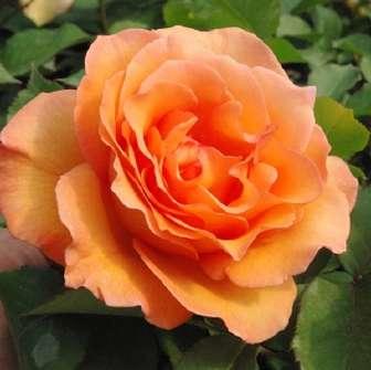 Rosa Apricot Silk -