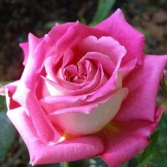 středně Rosa Ariel -