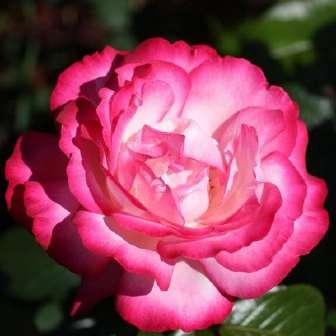 cm Rosa Tanger -