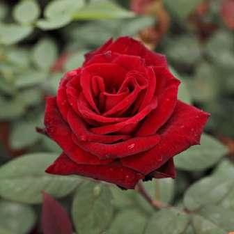 50-150 cm Rosa Atlas