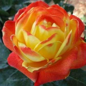 60-80 cm Rosa