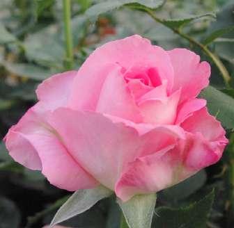 Rosa Aurelia -