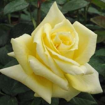 100-150 cm Rosa