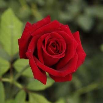90-130 cm Rosa Avon -