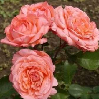 Rosa Succes Fou -