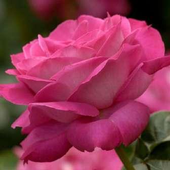 středně Rosa Baronne