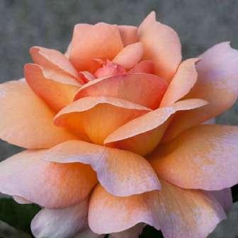 Rosa Bel Ange -