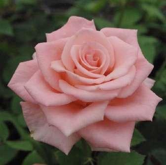 Rosa Bettina '78 -