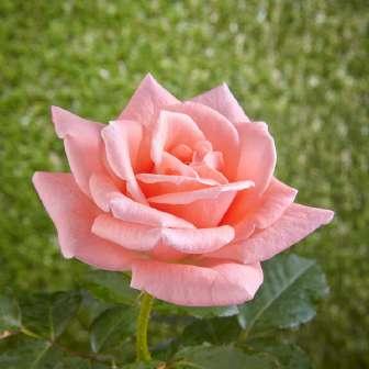 Rosa Sweet Promise -