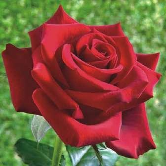 Rosa Schwarze Madonna