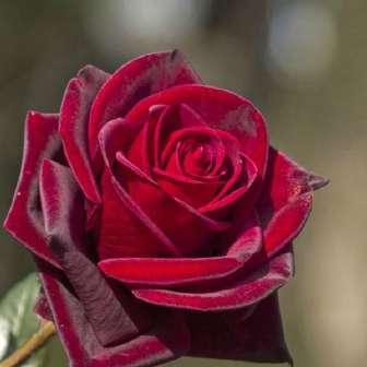 Rosa Black Velvet -