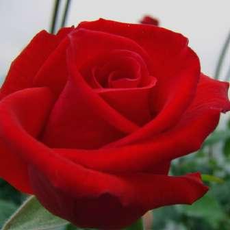 Rosa Señora de Bornas
