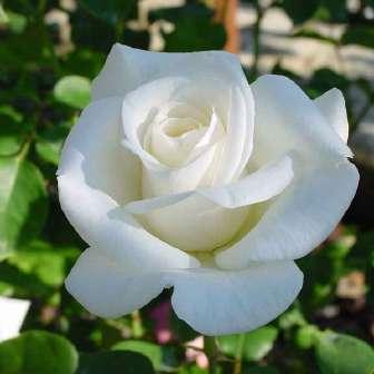 Rosa Pascali - Bílá -