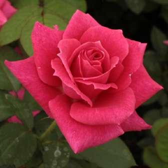 středně Rosa Sasad -
