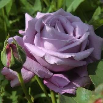 středně Rosa Mainzer