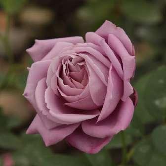 Rosa Waltz Time -