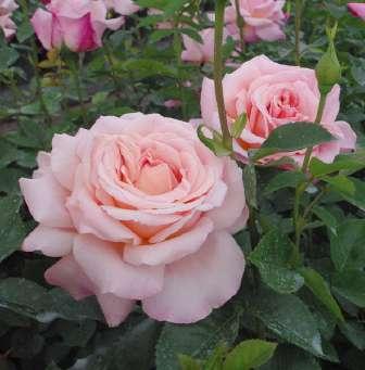 Rosa Budatétény -