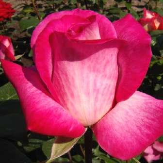 středně Rosa Rose