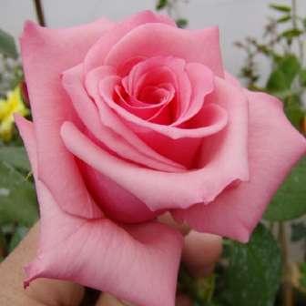 100-120 cm Rosa