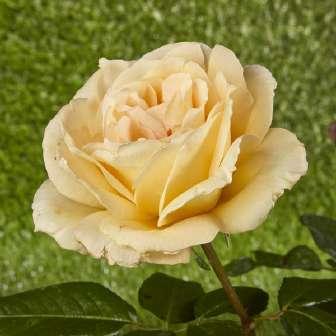 cm Rosa Casanova -