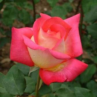středně Rosa Rebecca