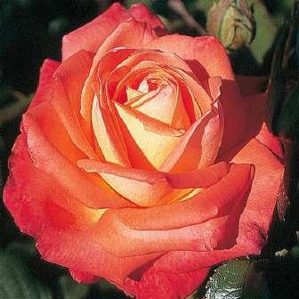 Rosa Queen of Roses -