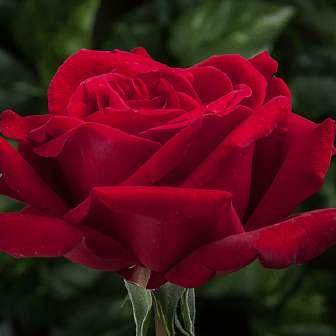 Rosa Ingrid Bergman -