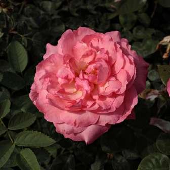 středně Rosa Panthère