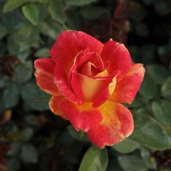 cm Rosa Piccadilly -