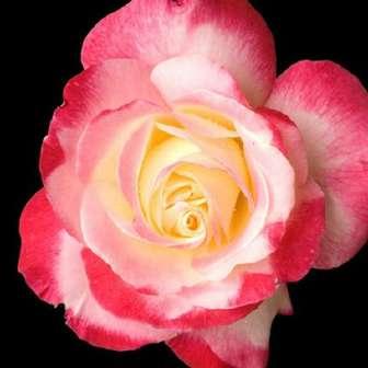 100-140 cm Rosa