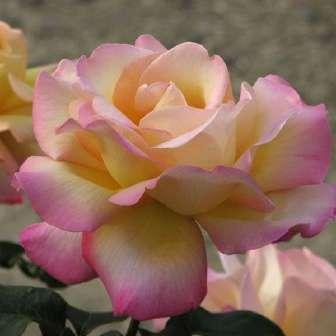 Rosa Béke - Peace -