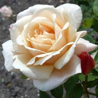 cm středně Rosa