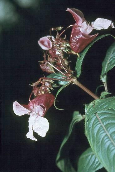 mantegazzianum