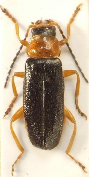 the Coleoptera, in nature monument bažantnice 2016 EKOENTO ČR sdružení aplikované
