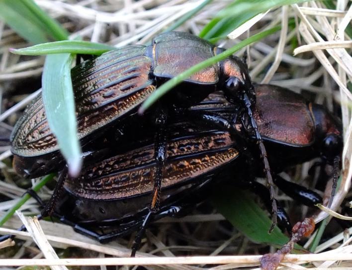 EKOENTO: Zpráva z průzkumu brouků (Coleoptera) v PP bažantnice 2016 Stránka 8 z 16 Druhy zařazené do Červené knihy živočichů ČR (FARKAČ, KRÁL & ŠKORPÍK 2005) a vyhlášky 395/1994 Sb a její změny