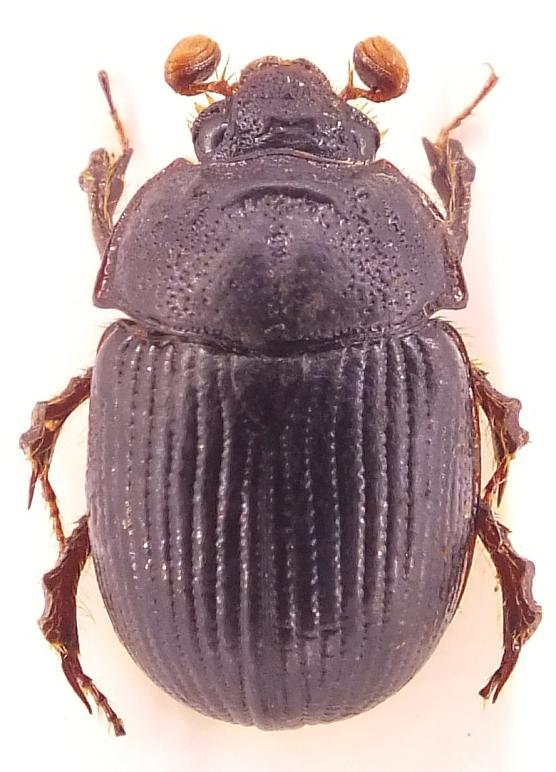 EKOENTO: Zpráva z průzkumu brouků (Coleoptera) v PR Sutice 2014 Stránka 9 z 16 Odonteus armiger (Scopoli, 1772) Brouk z čeledi Scarabaeidae.