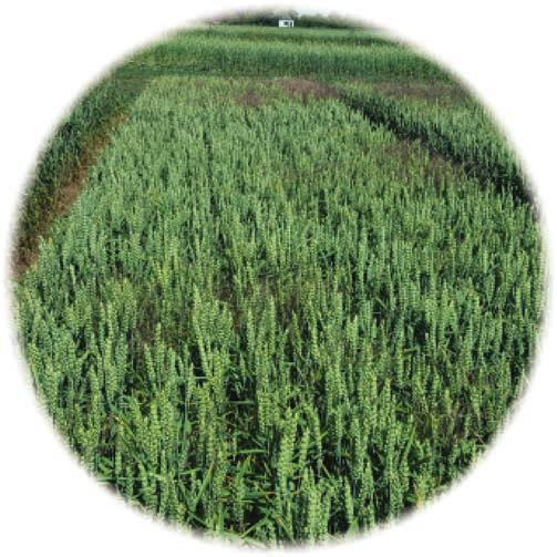 1 pšenice ozimá, pšenice jarní chundelka metlice 13 g/ha 100 400 l vody/ha 70 1) do: 30 BBCH 3) na jaøe, max.