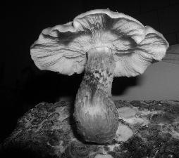 v Olomouci Lentinus edodes (houževnatec