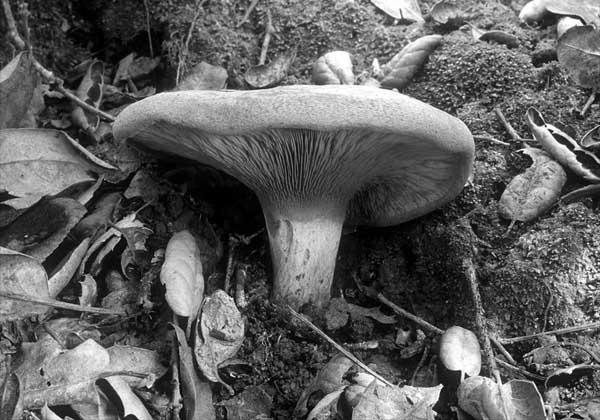 Leccinum