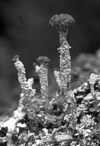 Cladonia floerkana