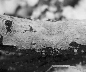 Serpula lacrymans Dřevomorka obecná rozkládá dřevo