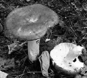 Russula cyanoxantha H.