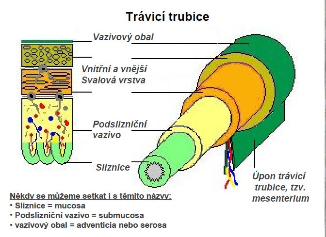 7) Šukra dhátu jsou pohlavní tkáně. Dodávají spermie a vajíčka, které obsahují zárodky všech ostatních tkání. Spermie jsou chladné a vodnaté na rozdíl od horkých vajíček plných energie.